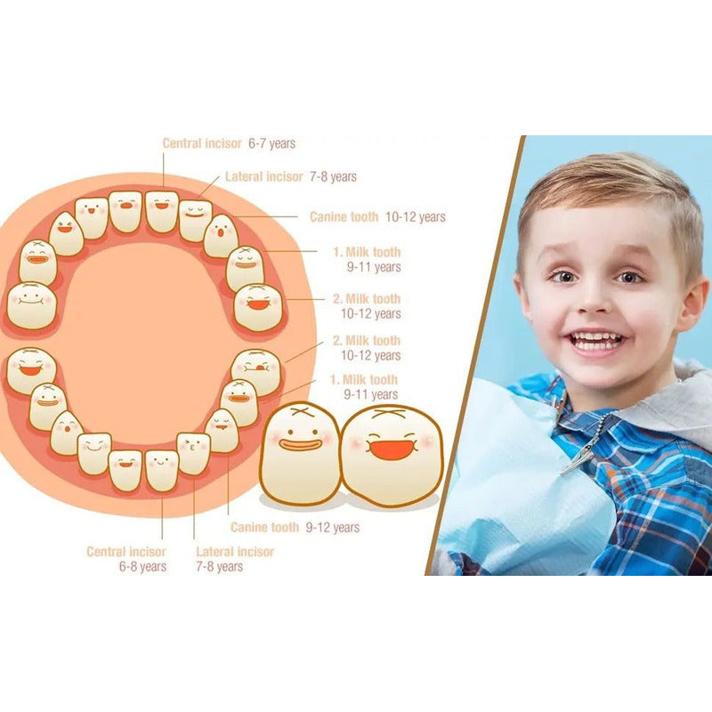 Caja Organizadora Guarda Dientes Leche Niños Ratón Pérez